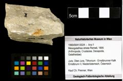 Foto (Objekt + Etiketten) von Mesogalathea striata (Remeš, 1895) 